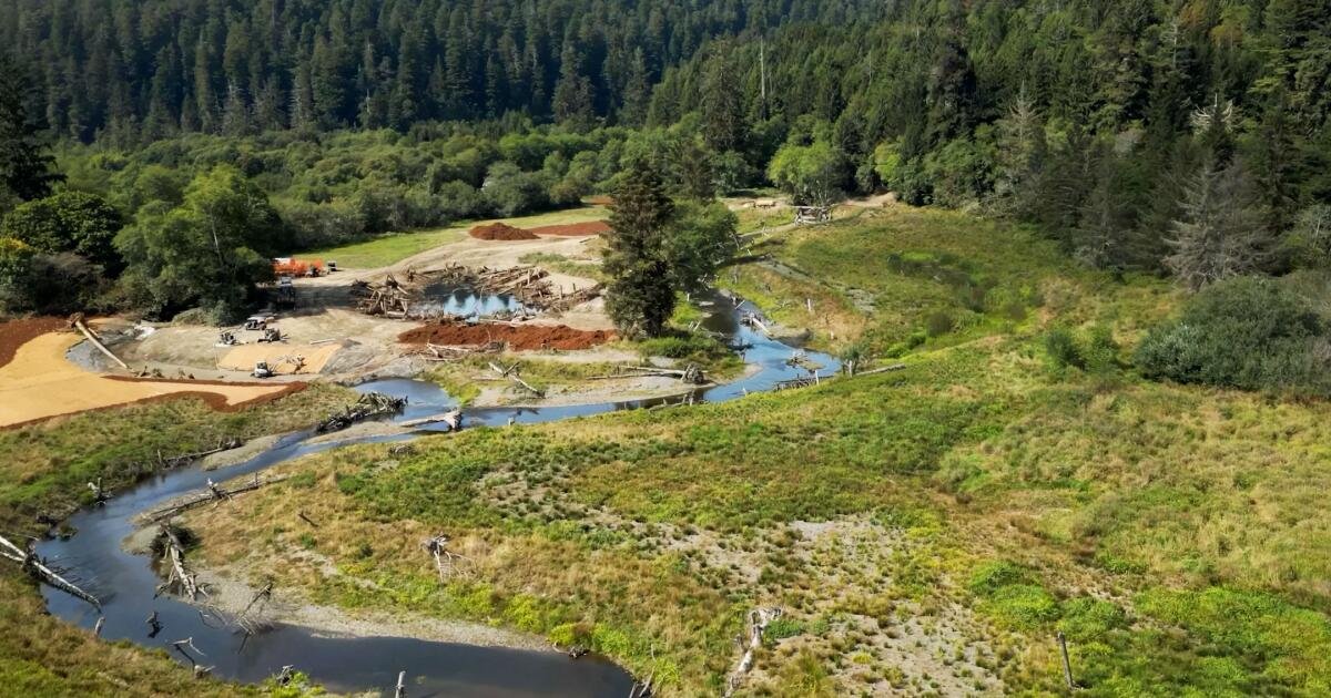 You are currently viewing California redwoods gateway is returned to Indigenous tribe. ‘That’s healing our people too’