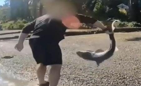 You are currently viewing Northwest man charged for allegedly ‘wrestling’ sharks in Puget Sound: police