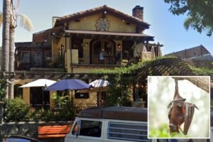 Read more about the article Health officials issue dire warning to unsuspecting restaurant guests possibly exposed to rabies
