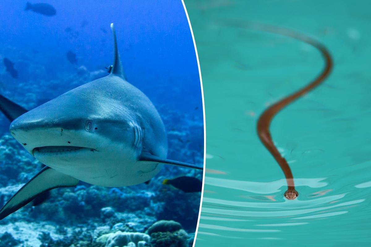 Read more about the article Marine scientists warn El NiÃ±oÂ will push sharks, venomous snakes and other oceanic ‘oddities’ across seas