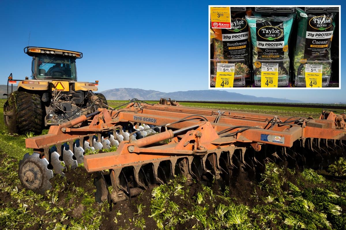 Read more about the article California farmers destroy perfect lettuce crops amid outbreak of explosive diarrhea parasite 