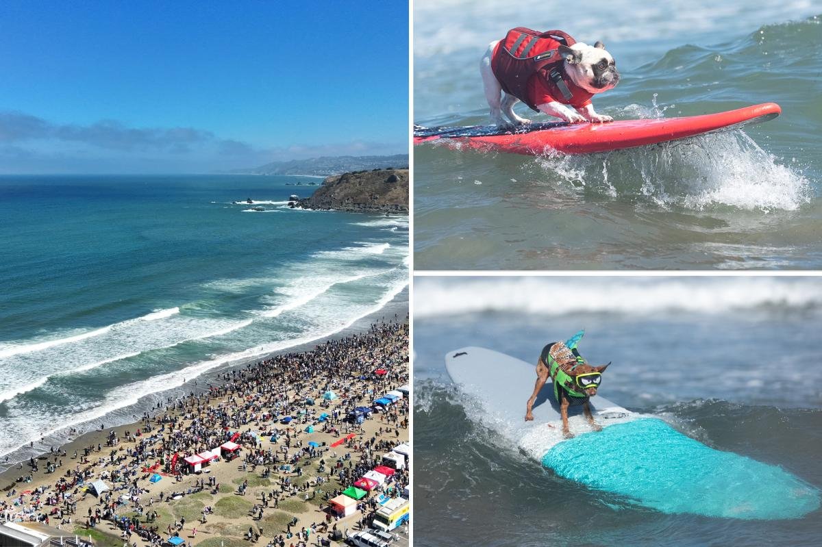 You are currently viewing Top dogs steal spotlight at California surf contest as canines conquer waves