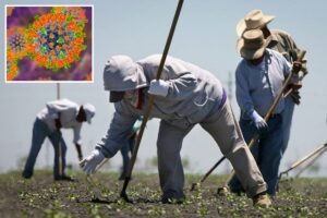 Read more about the article Mass measles outbreak threatens Central Valley after farmworkers left Arizona