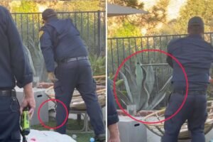 Read more about the article Large rattlesnake found lurking in children’s toys in Calabasas