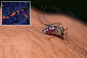 Read more about the article West Nile Virus turns deadly in California as officials issue update