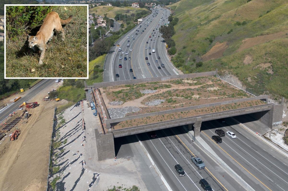 You are currently viewing Fury as major freeway ramp closed in aid of $114M wildlife crossing