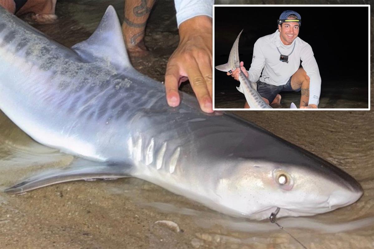 You are currently viewing Tiger shark caught off Massachusetts could be sign of warming waters