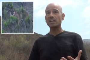 Read more about the article Heart-stopping moment California hiker is hunted by massive mountain lion