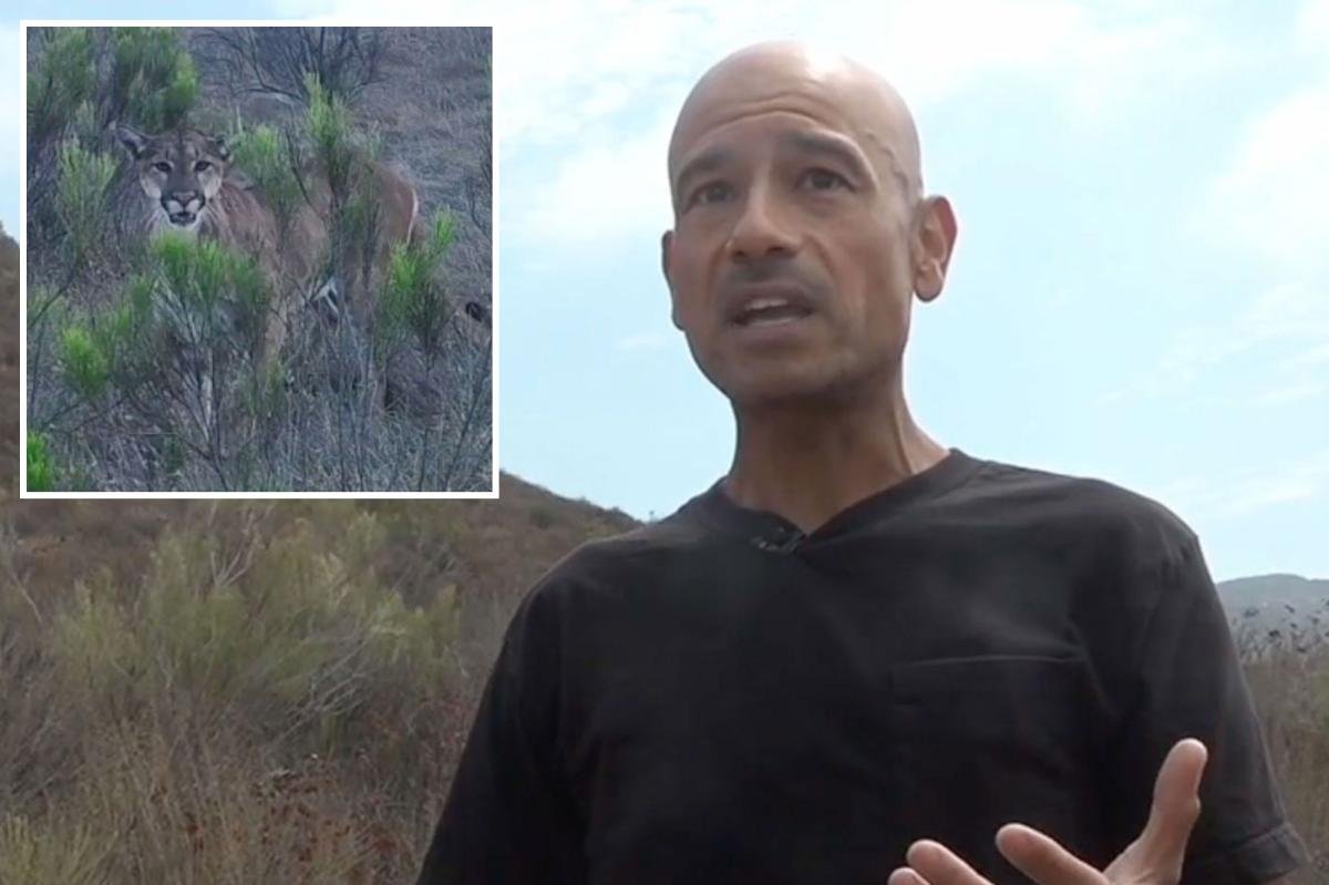 You are currently viewing Heart-stopping moment California hiker is hunted by massive mountain lion