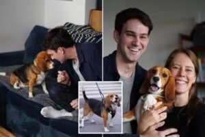 Read more about the article Gene-edited beagles may offer a future option for people with dog allergies