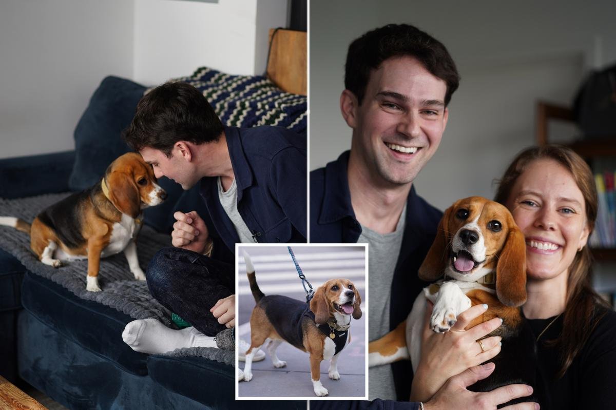 You are currently viewing Gene-edited beagles may offer a future option for people with dog allergies