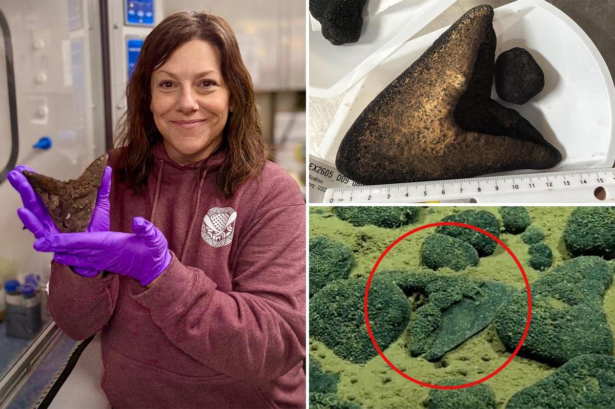 You are currently viewing Several megalodon teeth found on ocean floor offer new clues about ancient giant