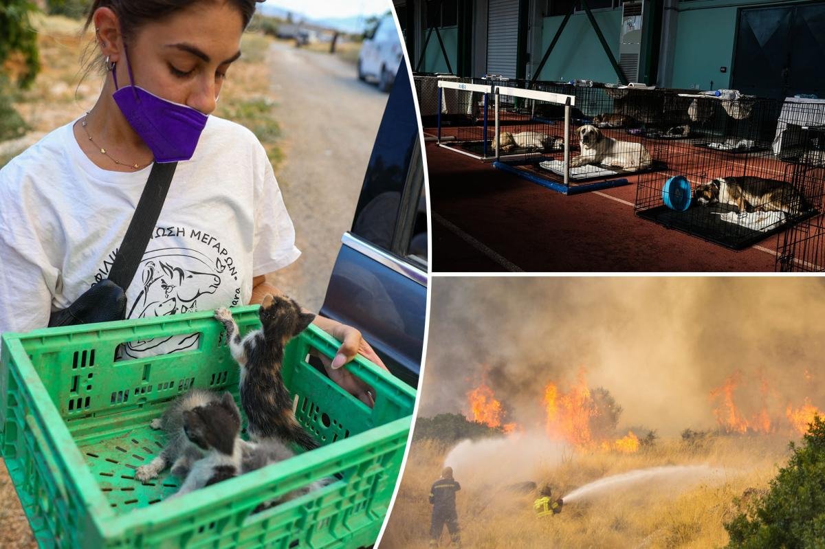 You are currently viewing Hundreds of adorable pets and wild animals rescued after wildfire sweeps through Greek mountains