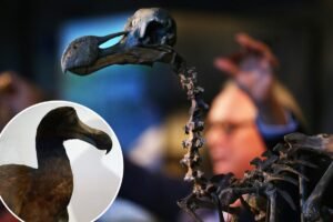 Read more about the article Scientists debunk long-held myth about the most famous animal extinction — turning Darwin’s theory on its head