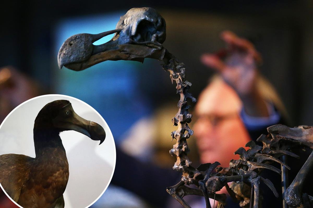 You are currently viewing Scientists debunk long-held myth about the most famous animal extinction — turning Darwin’s theory on its head