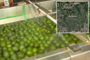 Read more about the article Security threat shuts down avocado pipeline from Mexico to the US