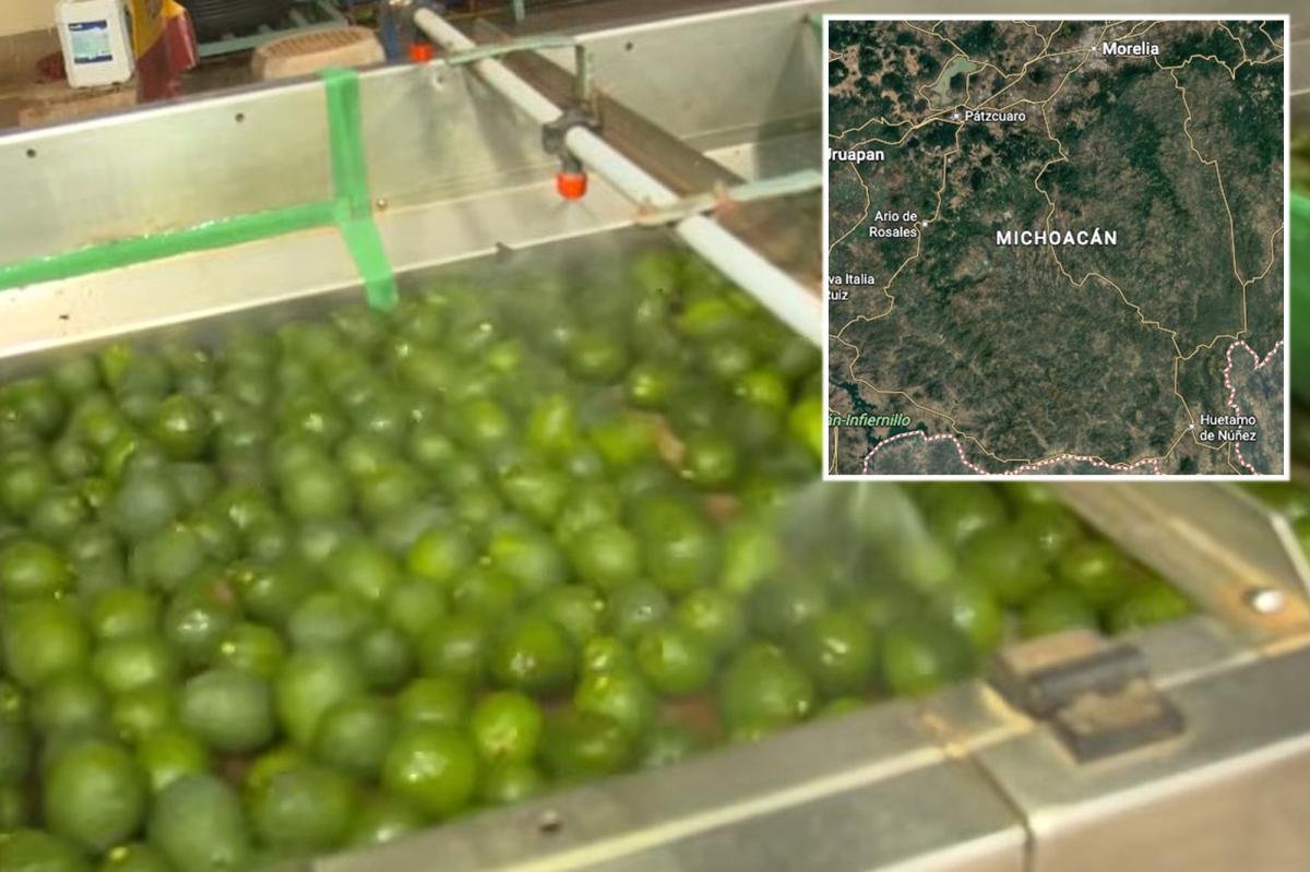 You are currently viewing Security threat shuts down avocado pipeline from Mexico to the US