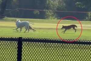 Read more about the article Moment LA park coyote breaks every stereotype in the book
