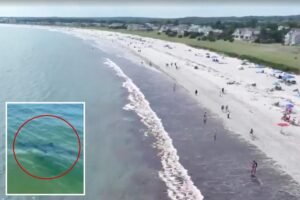 Read more about the article Nearly a dozen great white sharks spotted off popular Maine beach over 48 hours: ‘Larger than I’ve seen’