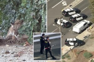 Read more about the article Chilled-out mountain lion leads to lockdown of SoCal neighborhood: ‘Just trying to relax’