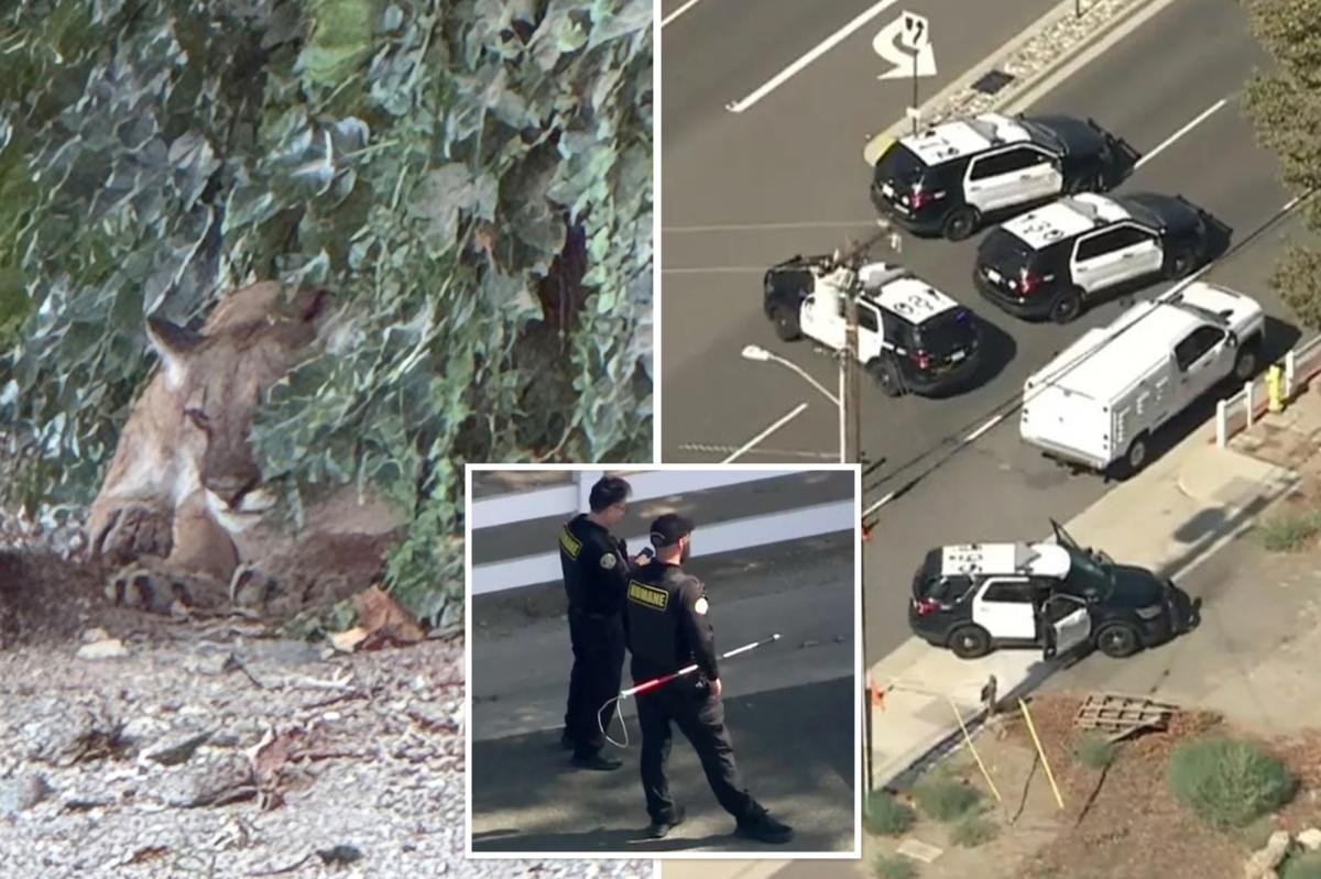 You are currently viewing Chilled-out mountain lion leads to lockdown of SoCal neighborhood: ‘Just trying to relax’