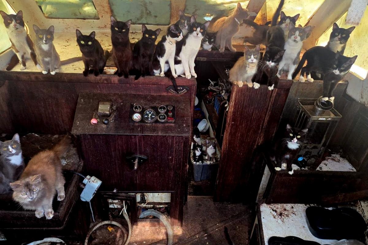 You are currently viewing Mystery swirls over missing crew as cops rescue 30-plus cats from abandoned boat