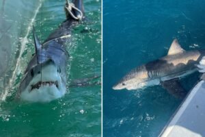 Read more about the article Scientists using sharks to predict hurricane intensity on East Coast