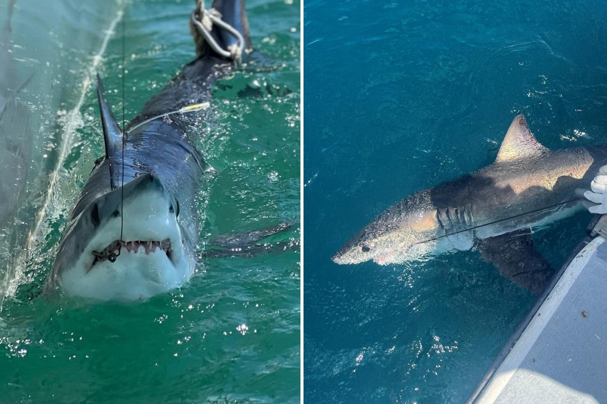 You are currently viewing Scientists using sharks to predict hurricane intensity on East Coast