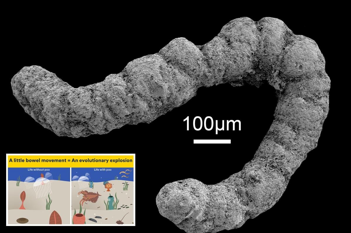 You are currently viewing ‘Often overlooked’: 540-million-year-old poop ‘revolution’ may be the source life as we know it