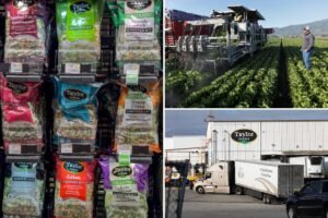 Read more about the article Taylor Farms recalls salsa, guacamole over salmonella fears after company linked to âexplosive diarrheaâ outbreak