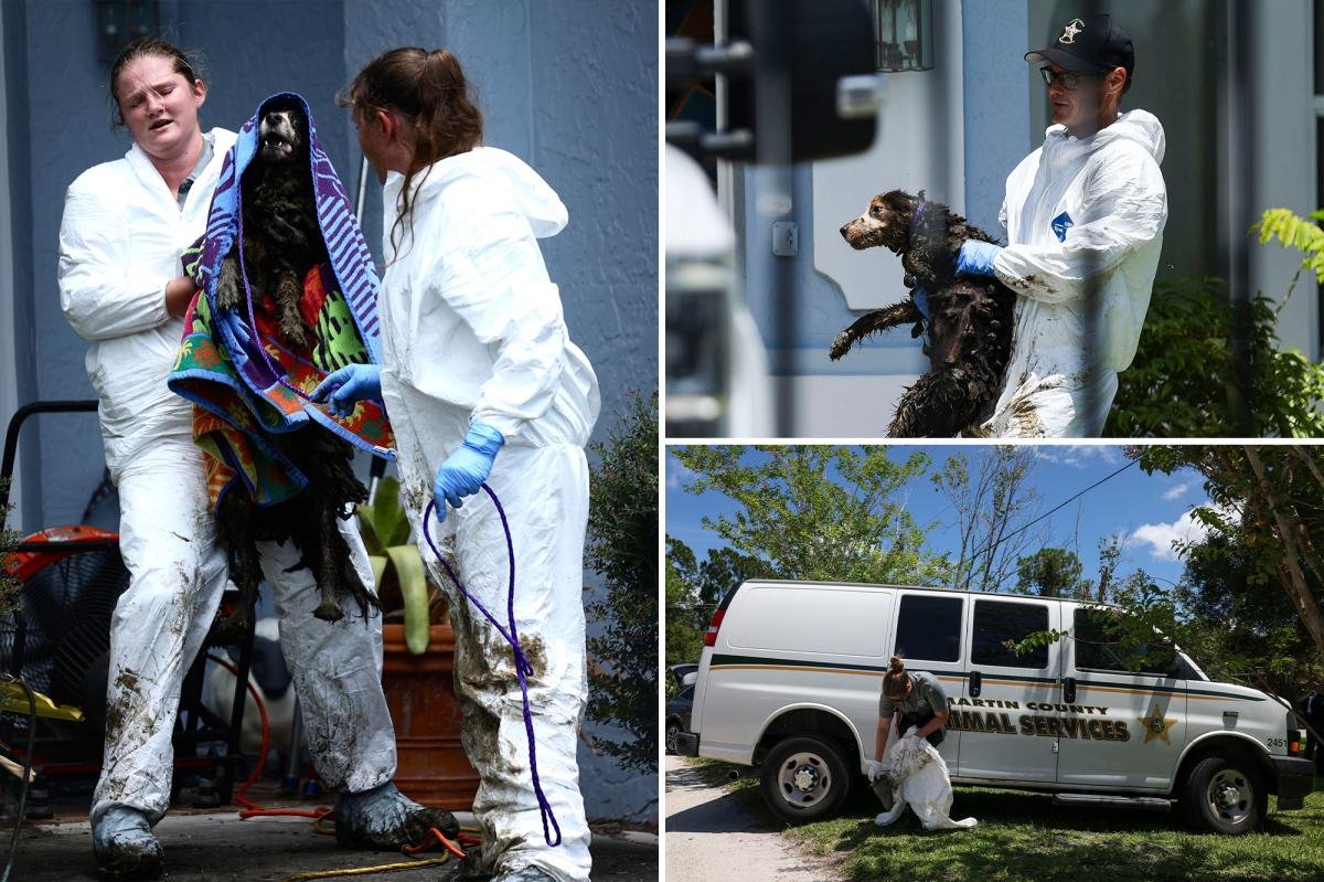 You are currently viewing At least 20 poop-covered Border Collies rescued from disgusting Florida home of ex-breeder