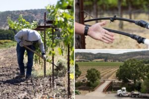 Read more about the article Napa bosses slap water fees on struggling wineries to achieve lefty ‘green’ goals