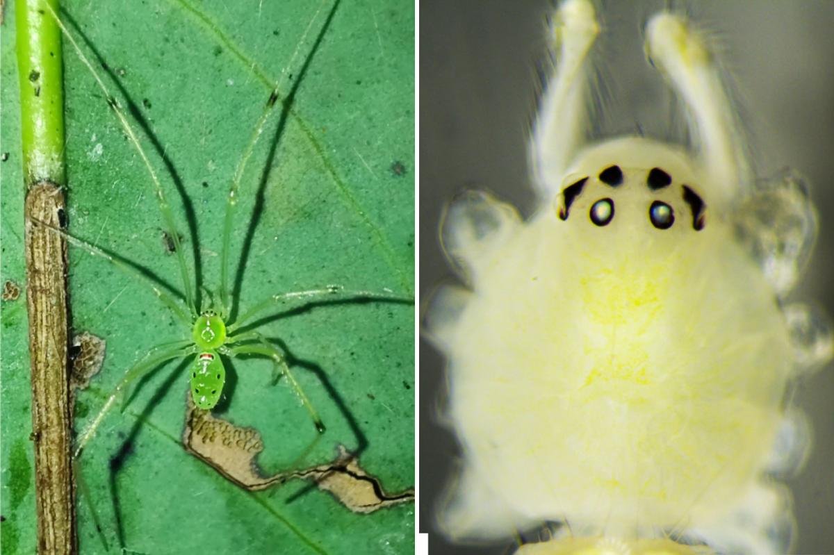 You are currently viewing Scientists discover bizarre new happy-faced spider with unique genetics in India