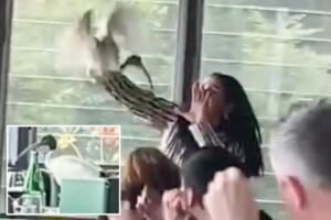 Read more about the article Woman wrangles ibis out of bustling Sydney restaurant in chaotic scene