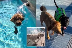 Read more about the article LA County pools are going to the dogs this weekend â with humans banned from the water