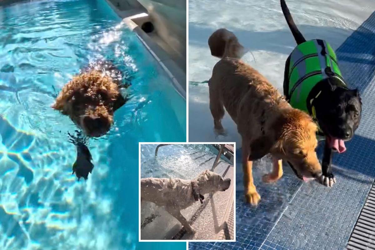 You are currently viewing LA County pools are going to the dogs this weekend â with humans banned from the water