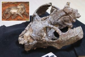 Read more about the article ‘Very weird’: 236-million-year-old fossil proves mammals stopped laying eggs earlier than we thought