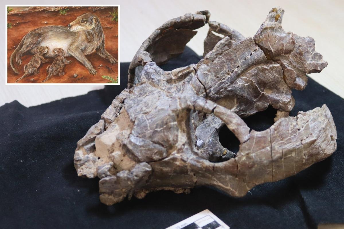 You are currently viewing ‘Very weird’: 236-million-year-old fossil proves mammals stopped laying eggs earlier than we thought