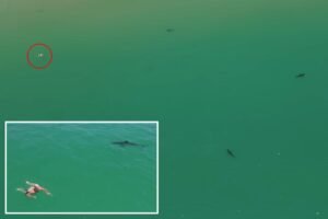 Read more about the article Great white sharks circle swimmer off California coast in new video