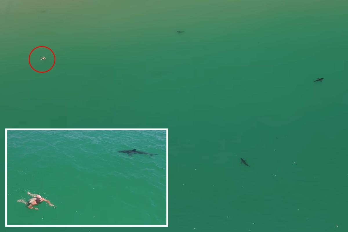 You are currently viewing Great white sharks circle swimmer off California coast in new video