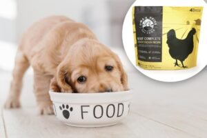 Read more about the article Dog food sold in 11 states recalled over deadly Salmonella contamination fears