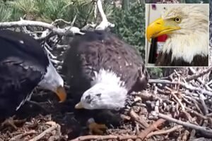 Read more about the article Famed Big Bear bald eagle returns to nest with new bird just 3 days after partner Jackie’s death