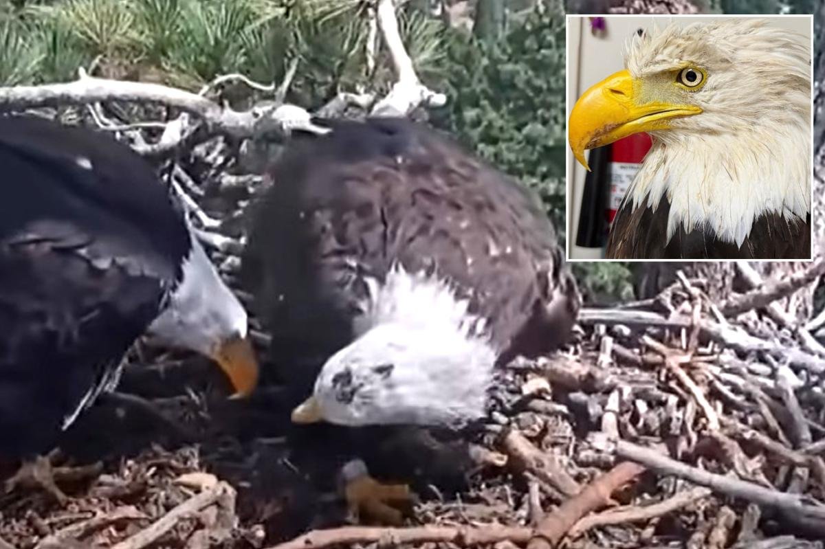 You are currently viewing Famed Big Bear bald eagle returns to nest with new bird just 3 days after partner Jackie’s death