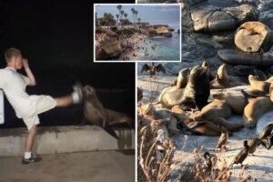 Read more about the article SoCal leaders weigh extreme measures after teen caught kicking sea lion: ‘Completely out of control’