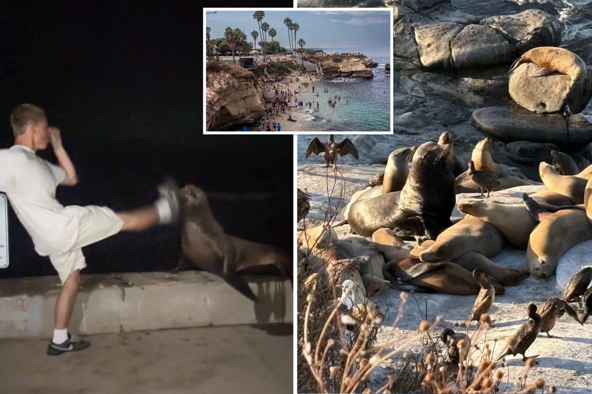 You are currently viewing SoCal leaders weigh extreme measures after teen caught kicking sea lion: ‘Completely out of control’