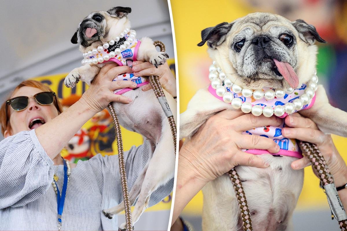 You are currently viewing Rescue pug who escaped South Koreaâs dog meat trade crowned âWorldâs Ugliest Dogâ in California