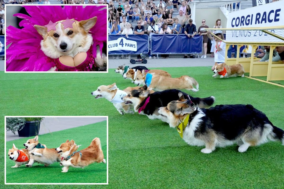You are currently viewing Global corgis gather for cutest costume contest and annual high-speed race