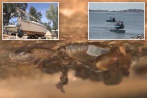 Read more about the article Boat covered in invasive species intercepted before wreaking havoc on California lake