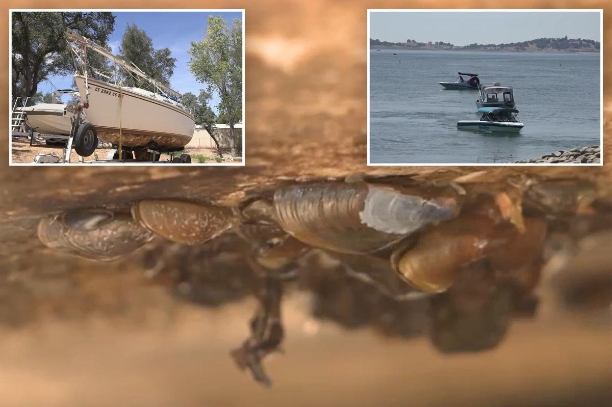 You are currently viewing Boat covered in invasive species intercepted before wreaking havoc on California lake