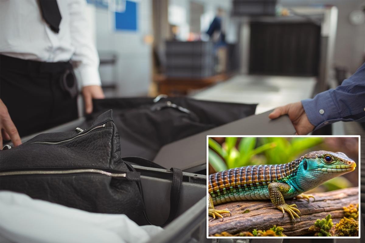 Read more about the article Accused smuggler busted after customs uncovers bizarre cargo hidden inside 22 pairs of socks